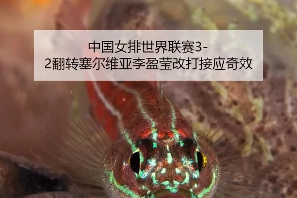 中国女排世界联赛3-2翻转塞尔维亚李盈莹改打接应奇效